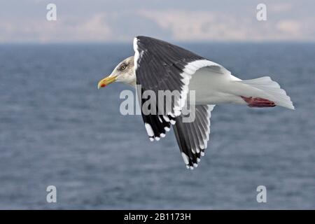 slaty-backed gull (Larus schistisagus), flying, Japan Stock Photo