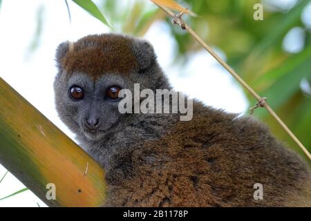 Eastern lesser bamboo lemur, Eastern grey bamboo lemur, Eastern grey gentle lemur (Hapalemur griseus), portrait, Madagascar Stock Photo