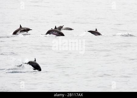 spinner dolphin (Stenella longirostris), jumping, Cap Verde Islands Stock Photo