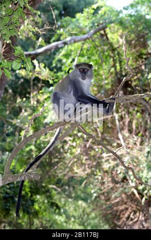 Sykes monkey (Cercopithecus albogularis), sitting on a branch on a tree, South Africa, KwaZulu-Natal, iSimangaliso National Park Stock Photo