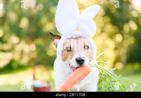 Cute dog wearing Easter bunny's ears fetches large fresh carrot Stock Photo
