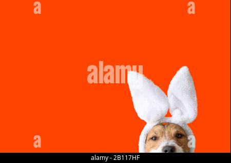 Concept of Easter party with amusing dog wearing bunny ears on bright orange background Stock Photo