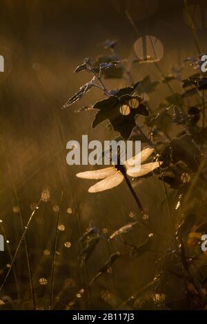 emperor dragonfly (Anax imperator), on a leaf in backlight, Netherlands Stock Photo