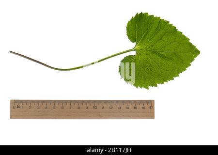 spiked rampion (Phyteuma spicatum), leaf, cutout with ruler, Germany Stock Photo