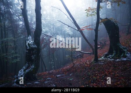 Autumn forest in the Small Fatra, Mala Fatra, Carpathians, Slovakia, Europe Stock Photo