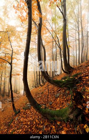 Autumn forest in the Small Fatra, Mala Fatra, Carpathians, Slovakia, Europe Stock Photo