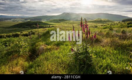 View of the Campsie Fells mountain range from Whangie lookout, Scotland, England, United Kingdom, Europe Stock Photo