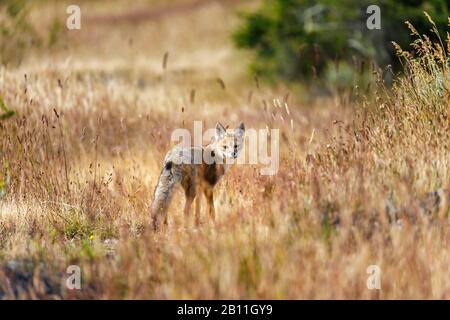 South American grey fox (Lycalopex griseus) standing in grass on Cerro Benitez, Torres del Paine National Park, Magallanes Region, southern Chile Stock Photo