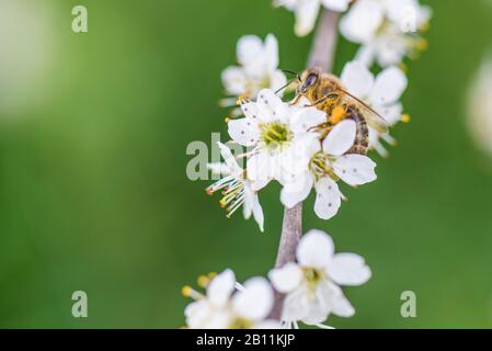 Spring, cherry blossom with honey bee Stock Photo