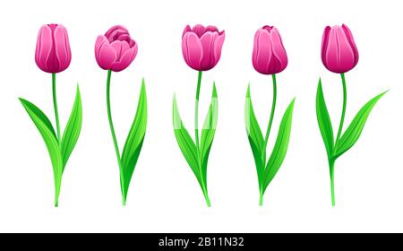 Collection Of Vector Pink Tulips With Stem And Green Leaves. Set Of Different Spring Rose Flowers. Isolated Tulip Cliparts With Purple Petals. Tulip B Stock Vector