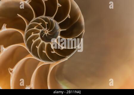 close view nautilus shell section revealing a logarithmic spiral Stock Photo