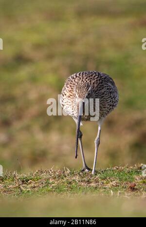 Head On Shot Of A Curlew, Numenius arquata , Walking Towards The Camera Looking For Food On A Grassy Sand Dune. Taken at Stanpit Marsh UK Stock Photo