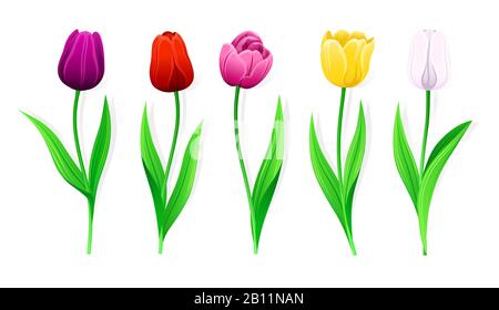 Collection Of Vector Pink, Yellow, Red, White, Purple Tulips With Stem And Green Leaves. Set Of Isolated Spring Flowers With Multi-Colored Petals. Dif Stock Vector