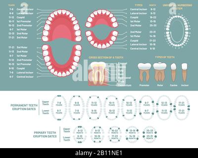 Tooth anatomy chart. Orthodontist human teeth loss diagram, dental scheme and orthodontics medical vector infographic Stock Vector