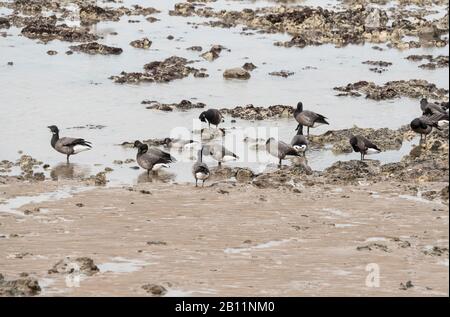 Brent Geese (Branta bernicla) at low tide on the beach at Margate, Kent Stock Photo