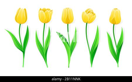 Collection Of Vector Yellow Tulips With Stem And Green Leaves. Set Of Different Spring Flowers. Isolated Tulip Cliparts With Yellow Petals. Tulip Buds Stock Vector
