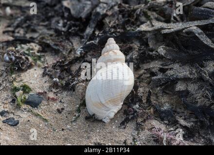 Washed up shell of the gastropod, Common Whelk (Buccinum undatum) Stock Photo