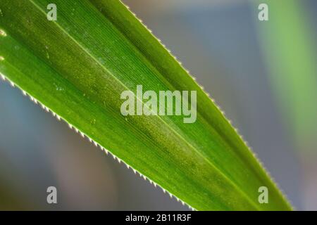 moody forest, moos on wall, green leaf Stock Photo