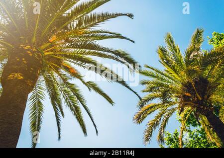 Blue sunny sky with palm trees Stock Photo