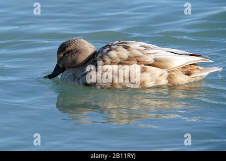 Mallard ducks at Lake Ontario Stock Photo