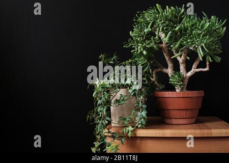 Bonsai with trailing ivy indoor potted plants Stock Photo