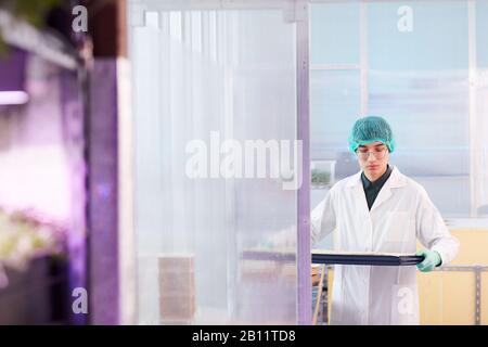 Asian young worker in white coat holding tray with samples while working in the lab Stock Photo