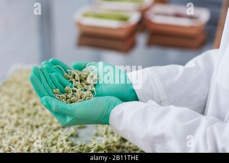Close-up of farmer in protective gloves holding young sprouts in his hands while working in the lab Stock Photo