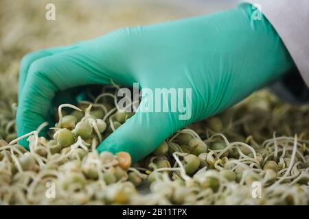 Close-up of farmer in protective glove taking seeds of young plants Stock Photo