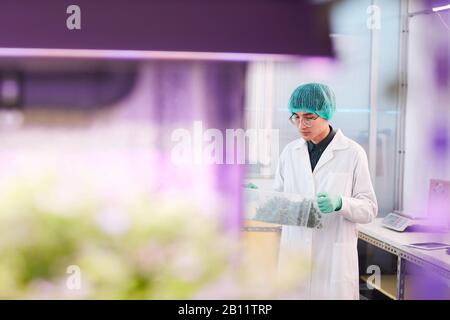 Asian young farmer in white coat holding box with green sprouts of plants in the laboratory Stock Photo