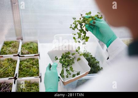 Close-up of man in protective gloves packing sprouts of green plants into the boxes for sale Stock Photo