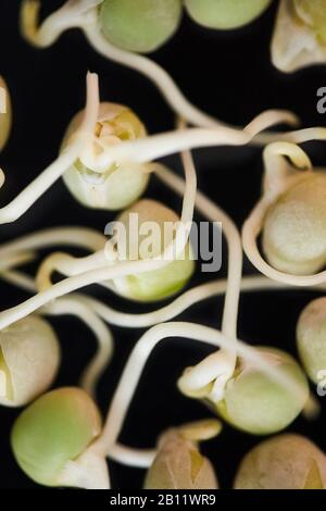 Close-up of sprouts of seeds isolated on black background Stock Photo