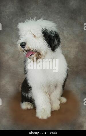 Old English Sheepdog - Cão Nosso