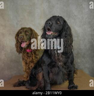Cute dog portrait photograph of two working cocker spaniels Stock Photo