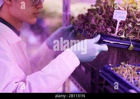 Close-up of Asian young man in white lab coat examining young six days radish in greenhouse Stock Photo