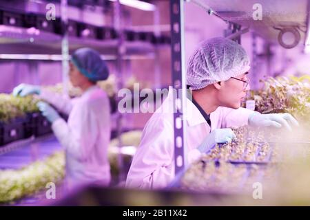 Asian young botanist and his colleague growing radish in greenhouse Stock Photo