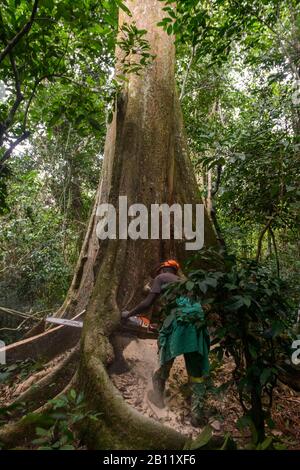 Sustainable deforestation in the equatorial rainforest, Cameroon, Africa Stock Photo