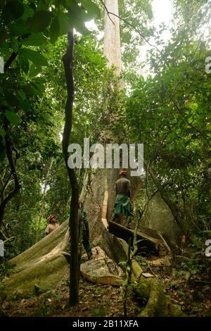 Sustainable deforestation in the equatorial rainforest, Cameroon, Africa Stock Photo