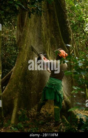 Sustainable deforestation in the equatorial rainforest, Cameroon, Africa Stock Photo