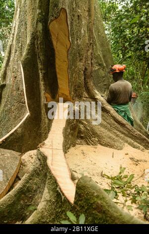 Sustainable deforestation in the equatorial rainforest, Cameroon, Africa Stock Photo