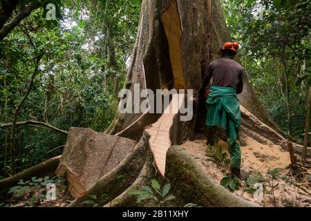 Sustainable deforestation in the equatorial rainforest, Cameroon, Africa Stock Photo