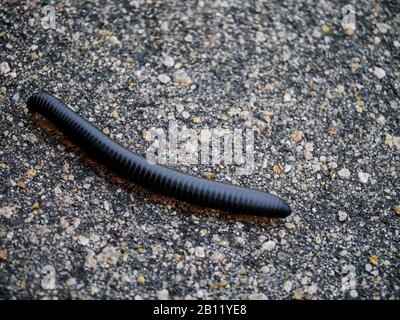 Millipede crossing the tarred road in Kruger Nationalpark Stock Photo