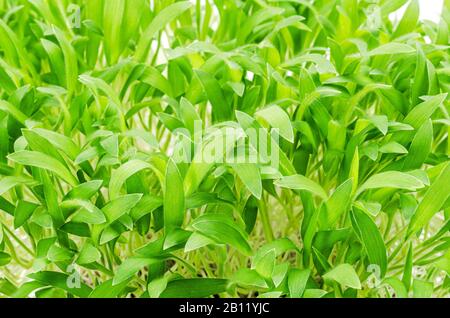 Brown millet microgreen, front view. Shoots of Panicum miliaceum, also called proso millet. Sprouts, green seedlings, young plants and cotyledons. Stock Photo