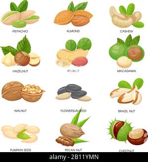Nuts and seeds. Raw peanut, macadamia nut and pistachio snacks. Plant seeds, healthy cashew and sunflower seed isolated vector set Stock Vector