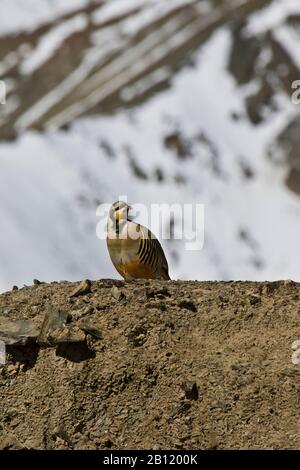 The chukar partridge (Alectoris chukar) in snow at Rumbak valley.Hemis National Park, Ladakh, India Stock Photo