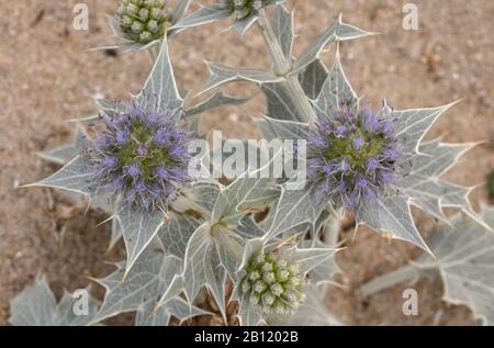 Sea Holly, Eryngium maritimum, in flower on sand-dunes in summer. Stock Photo