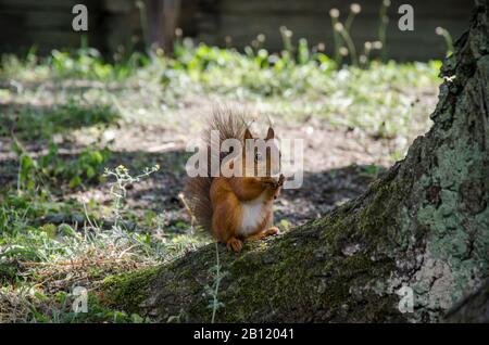 Red squirrel eats bread on the ground, Sweden. Squirrel in the park Skansen on the island of Djurgarden. Skansen is open-air museum. Stock Photo