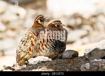 Tibetan Partridge, Perdix hodgsoniae , Rumbak village. Hemis National Park. Ladakh. Himalayas. India Stock Photo