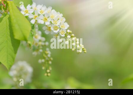 Spring branch of blossoming bird cherry with white flowers at a sunny morning against the lush green vegetation, gentle natural background with copy-s Stock Photo