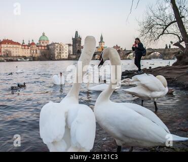 Swans, standing on the banks of the Vltava River, and looking at the old city of Prague, in the evening twilight Stock Photo