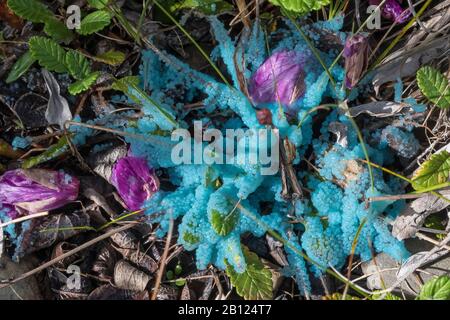 Aqua blue slime mold in the Phyllum Mycetozoa, growing near the Robson River and Berg Lake with fallen petals of Broad-leaf Fireweed, in Mount Robson Stock Photo